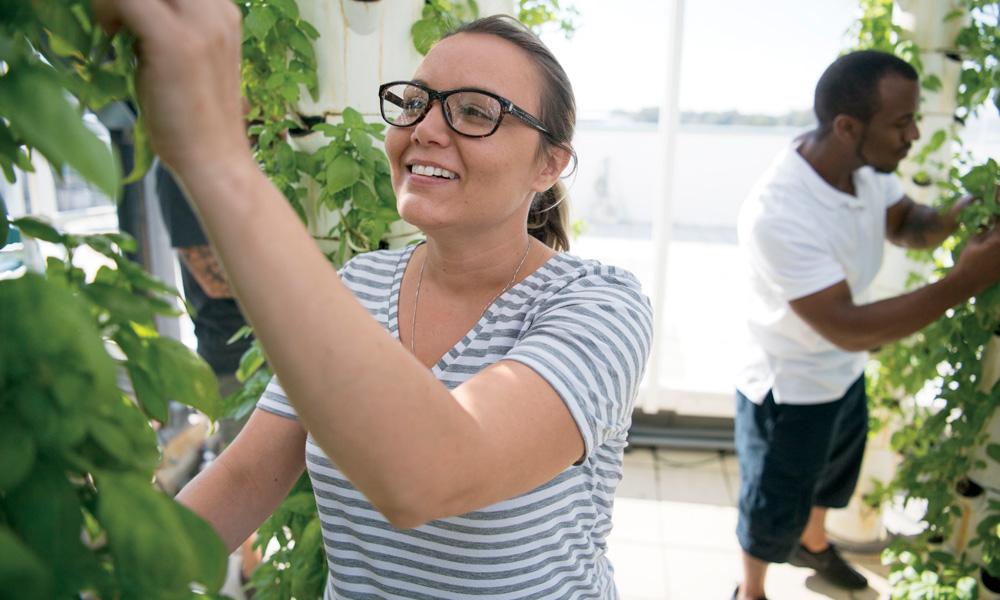 Aquaponics Hydroponics